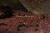 Granoflour&reg; Aquariensand rot