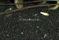 Granoflour&reg; Aquariensand rot