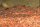 Granoflour&reg; Aquariensand rot