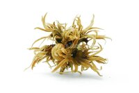 Hexennuss gro&szlig; f&uuml;r Aquarium