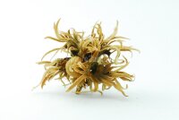 Hexennuss gro&szlig; f&uuml;r Aquarium