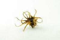 Hexennuss gro&szlig; f&uuml;r Aquarium