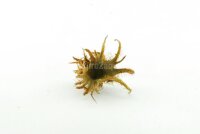 Hexennuss klein f&uuml;r Aquarium