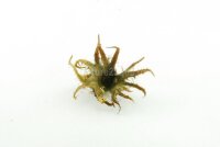 Hexennuss klein f&uuml;r Aquarium