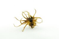 Hexennuss mittelgro&szlig; f&uuml;r Aquarium