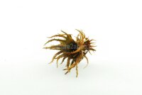 Hexennuss mittelgro&szlig; f&uuml;r Aquarium