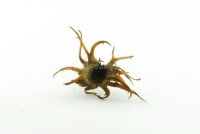 Hexennuss mittelgro&szlig; f&uuml;r Aquarium