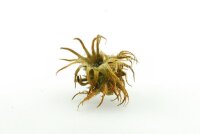 Hexennuss mittelgro&szlig; f&uuml;r Aquarium