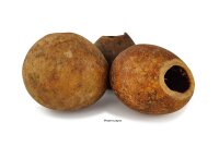 Holzapfel Wood Apple H&ouml;hle Versteck im Aquarium
