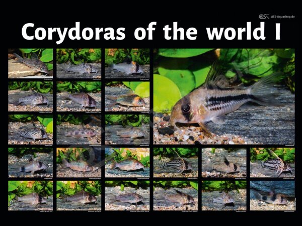 Poster: Corydoras of the world I