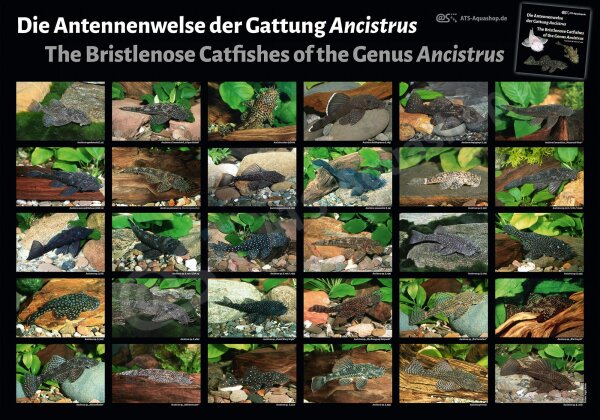 Poster: Die Antennenwelse der Gattung Ancistrus