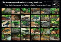 Poster: Die Antennenwelse der Gattung Ancistrus