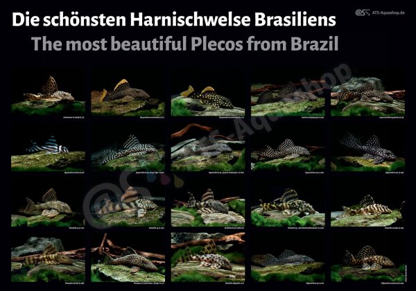 Poster: Die sch&ouml;nsten Harnischwelse Brasiliens