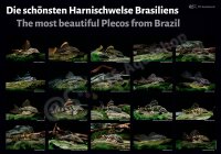 Poster: Die sch&ouml;nsten Harnischwelse Brasiliens