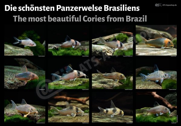 Poster: Die sch&ouml;nsten Panzerwelse Brasiliens