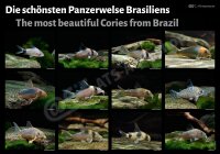 Poster: Die sch&ouml;nsten Panzerwelse Brasiliens