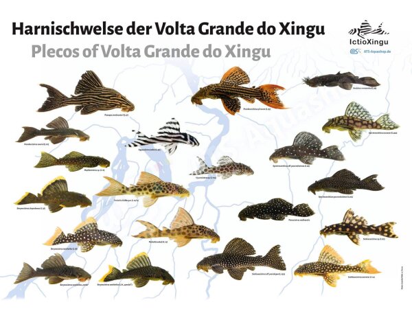 Poster: Harnischwelse der Volta Grande do Xingu