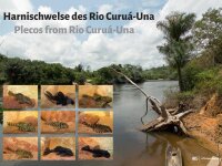 Poster: Harnischwelse des Rio Curu&aacute;-Una