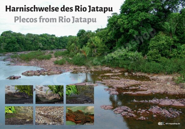 Poster: Harnischwelse des Rio Jatapu