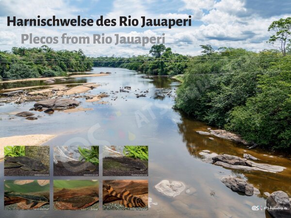 Poster: Harnischwelse des Rio Jauaperi