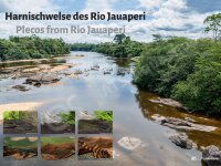 Poster: Harnischwelse des Rio Jauaperi