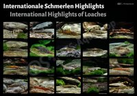 Poster: Internationale Schmerlen Highlights