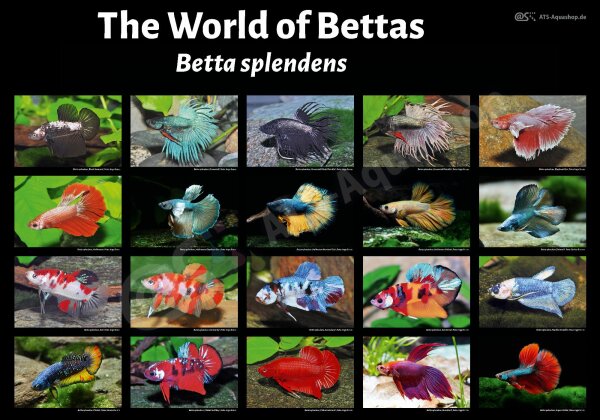 Poster: The World of Bettas &ndash; Betta splendens