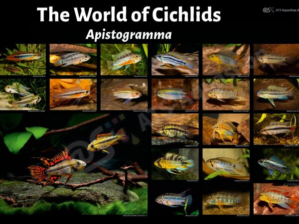 Poster: The World of Cichlids &ndash; Apistogramma
