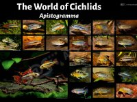Poster: The World of Cichlids &ndash; Apistogramma