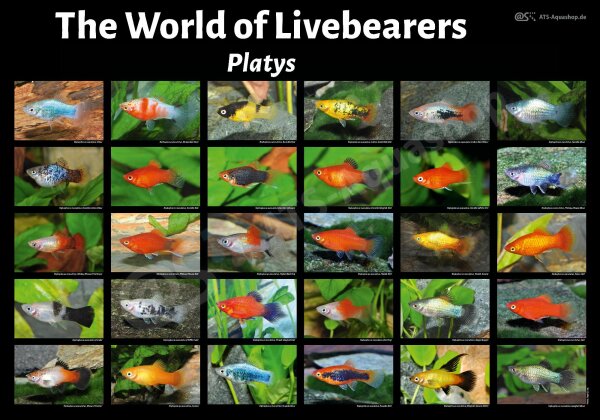 Poster: The World of Livebearers &ndash; Platys