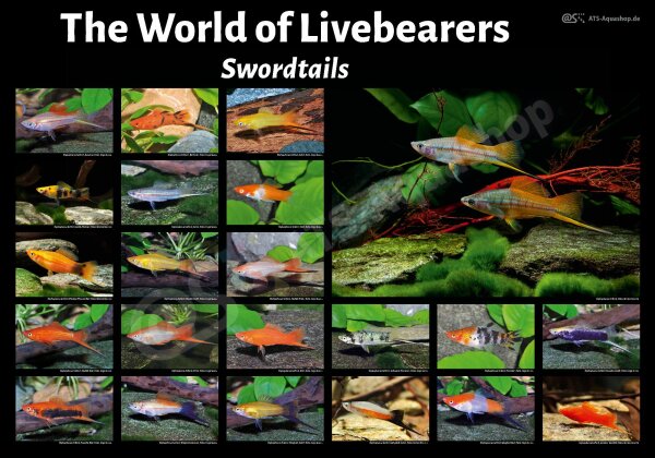 Poster: The World of Livebearers &ndash; Swordtails