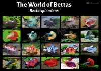 Poster: The World of Livebearers &ndash; Swordtails