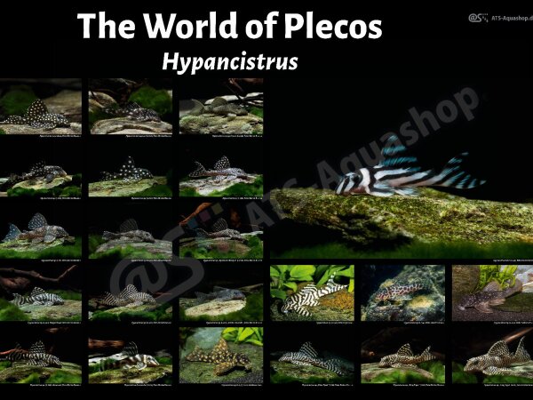 Poster: The World of Plecos &ndash; Hypancistrus