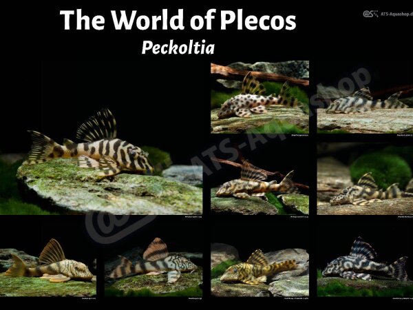 Poster: The World of Plecos &ndash; Peckoltia