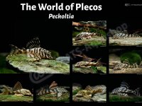 Poster: The World of Plecos &ndash; Peckoltia