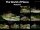 Poster: The World of Plecos &ndash; Peckoltia