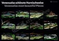 Poster: Venezuelas sch&ouml;nste Harnischwelse