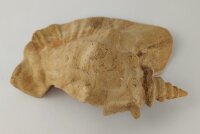 Schneckeniglu Meeresschnecke H&auml;lfte Unterschlupf Surprise Nr. E2