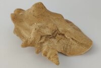 Schneckeniglu Meeresschnecke H&auml;lfte Unterschlupf Surprise Nr. E2
