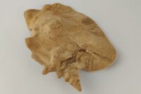 Schneckeniglu Meeresschnecke H&auml;lfte Unterschlupf Surprise Nr. E2