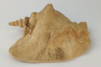 Schneckeniglu Meeresschnecke H&auml;lfte Unterschlupf...