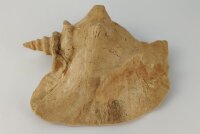 Schneckeniglu Meeresschnecke H&auml;lfte Unterschlupf Surprise Nr. E2