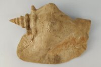 Schneckeniglu Meeresschnecke H&auml;lfte Unterschlupf Surprise Nr. E2