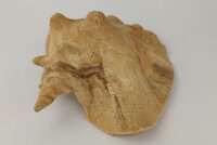 Schneckeniglu Meeresschnecke H&auml;lfte Unterschlupf Surprise Nr. E2