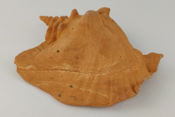 Schneckeniglu Meeresschnecke H&auml;lfte Unterschlupf Terracotta Nr. D34