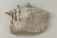 Schneckeniglu Meeresschnecke H&auml;lfte Unterschlupf Vintage Nr. D37