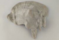 Schneckeniglu Meeresschnecke H&auml;lfte Unterschlupf Vintage Nr. E5