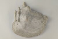 Schneckeniglu Meeresschnecke H&auml;lfte Unterschlupf Vintage Nr. E5