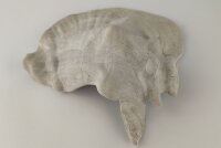 Schneckeniglu Meeresschnecke H&auml;lfte Unterschlupf Vintage Nr. E5
