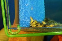 Sinterbronze Sprudelstein f&uuml;r Aquarium